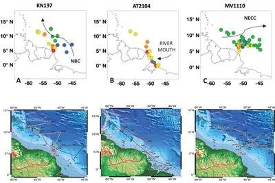 Biomass and stable carbon isotope distributions in the Amazon plume region